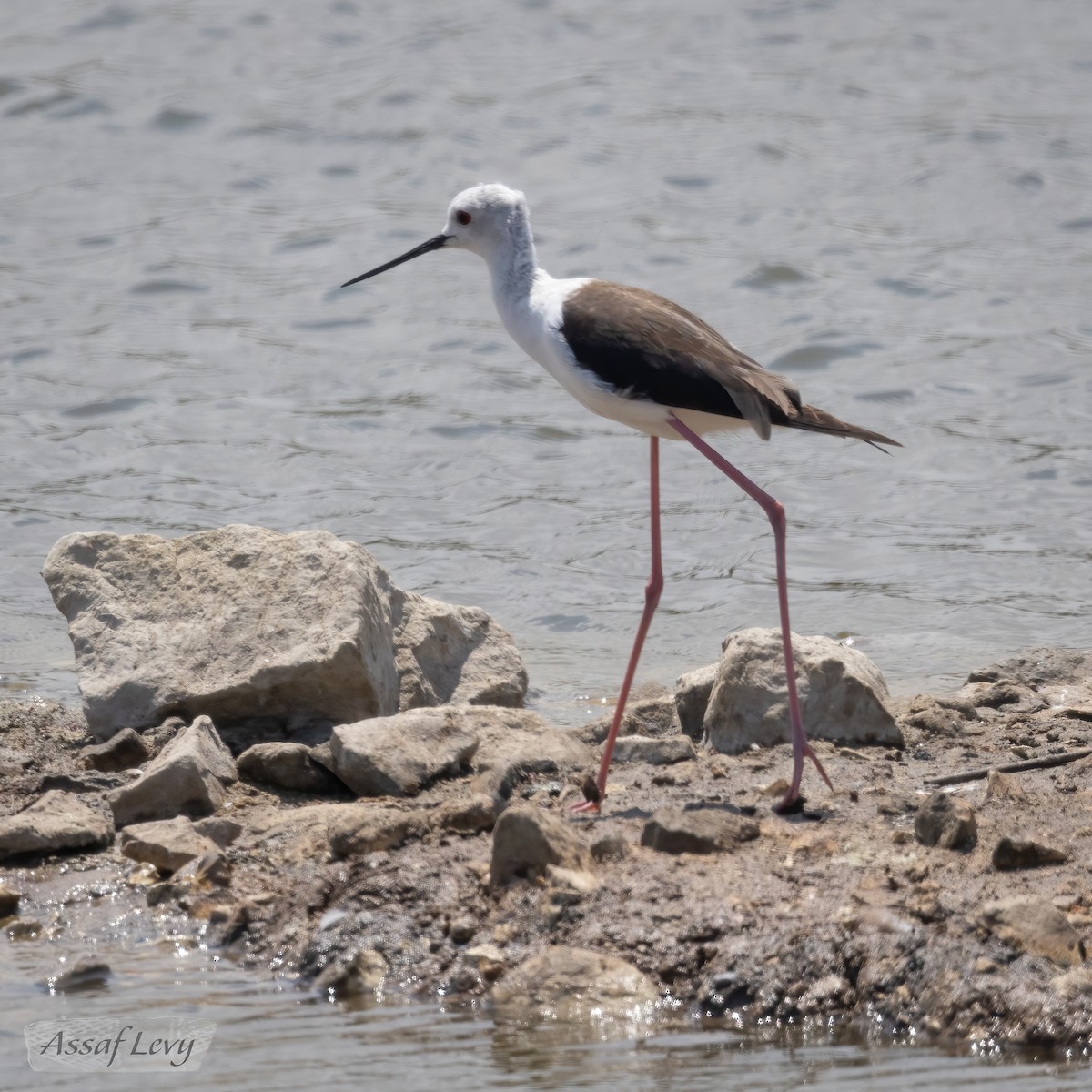 Black-winged Stilt - ML620790005