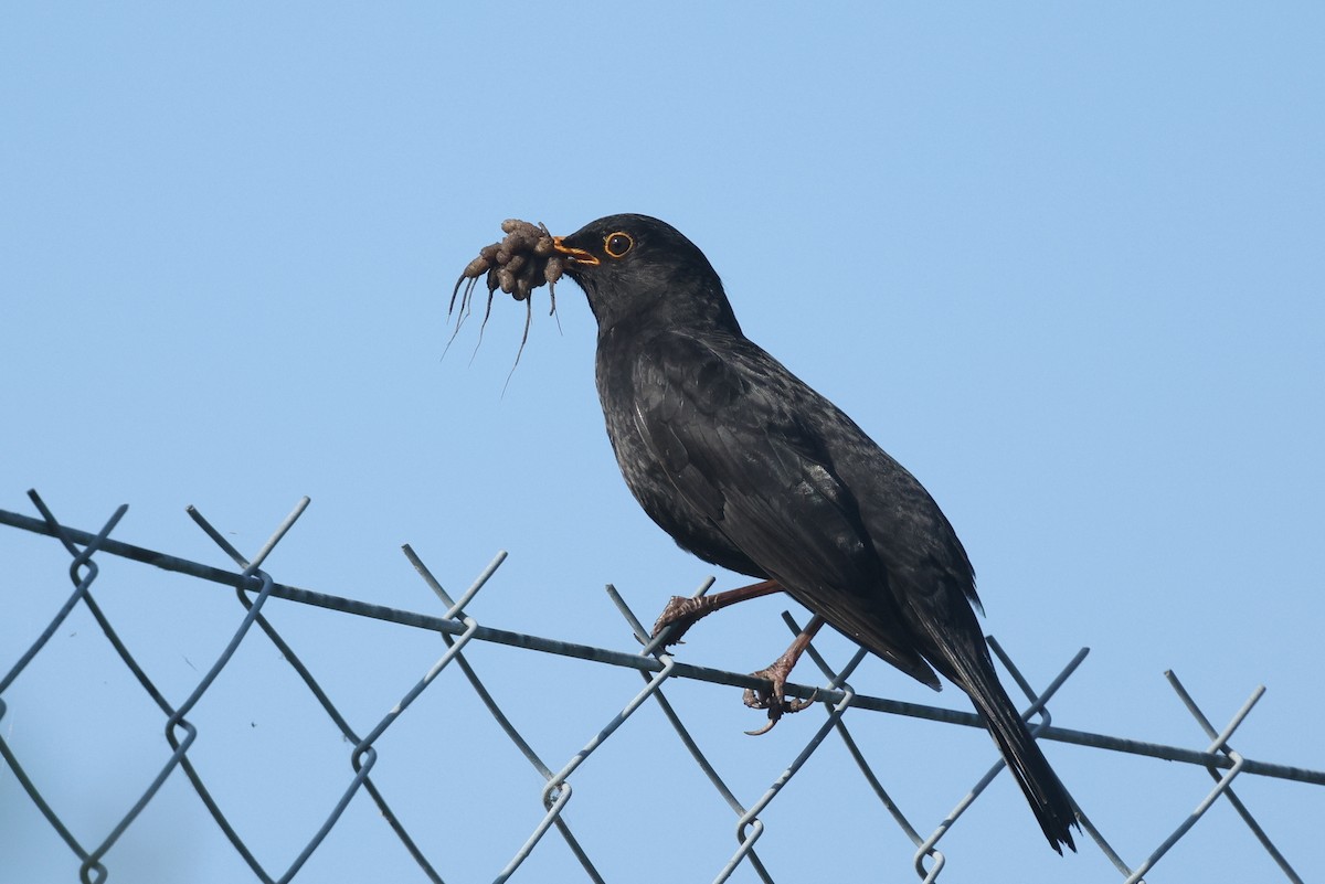 Eurasian Blackbird - ML620790009