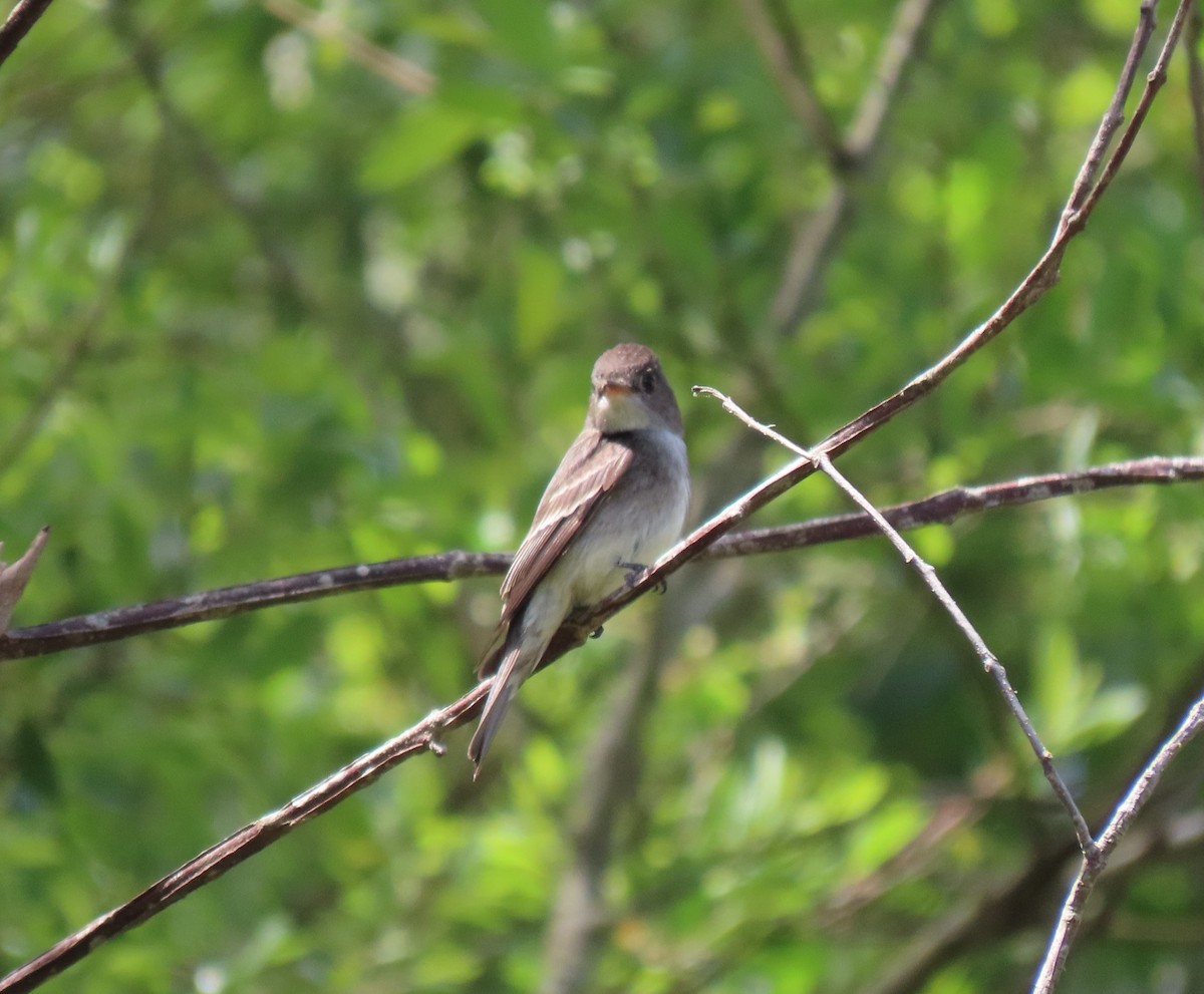 Western Wood-Pewee - ML620790011