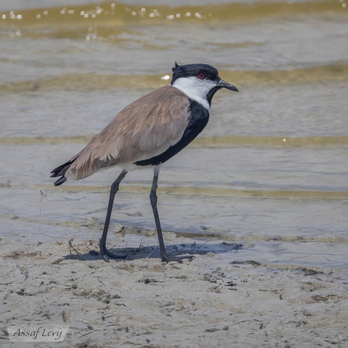 Spur-winged Lapwing - ML620790012