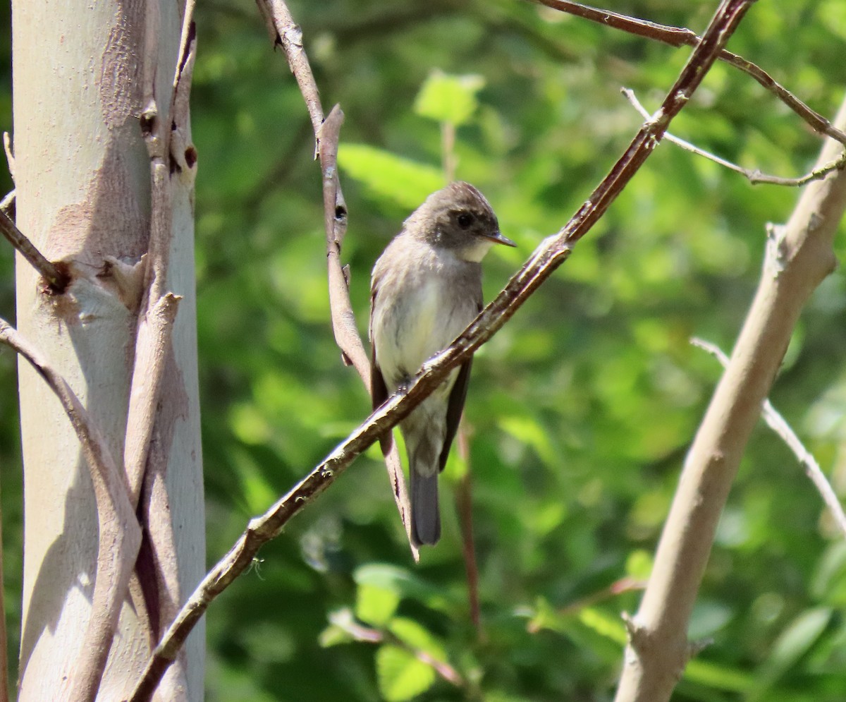 Western Wood-Pewee - ML620790014