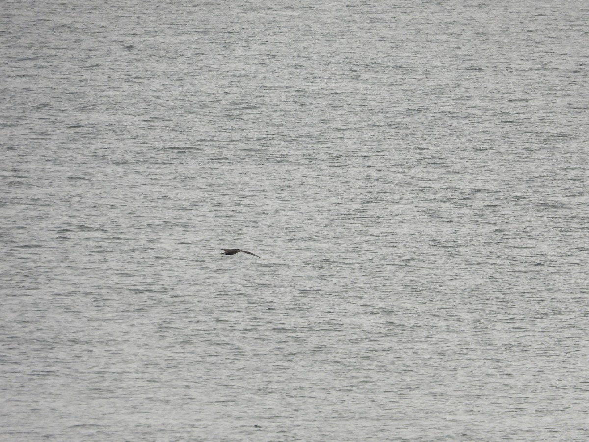 Sooty Shearwater - ML620790028