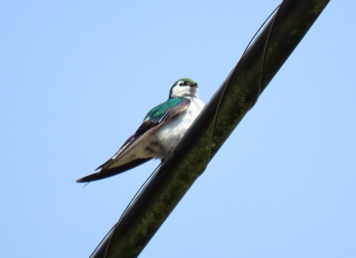 Violet-green Swallow - ML620790032