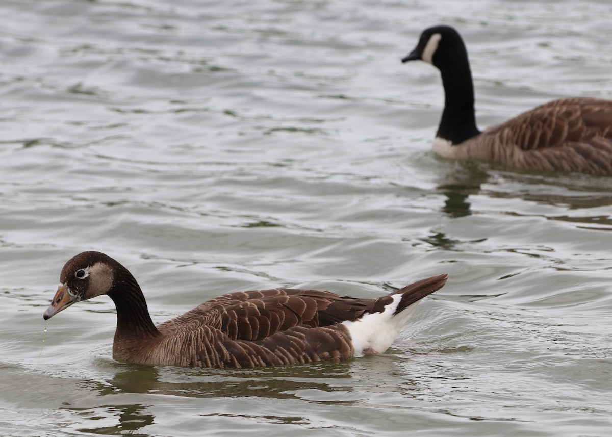 Graylag x Canada Goose (hybrid) - ML620790034