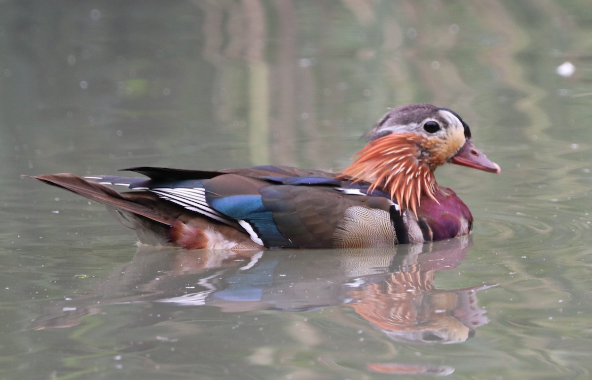 Mandarin Duck - ML620790056