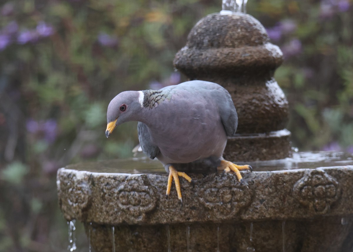 Band-tailed Pigeon - ML620790057