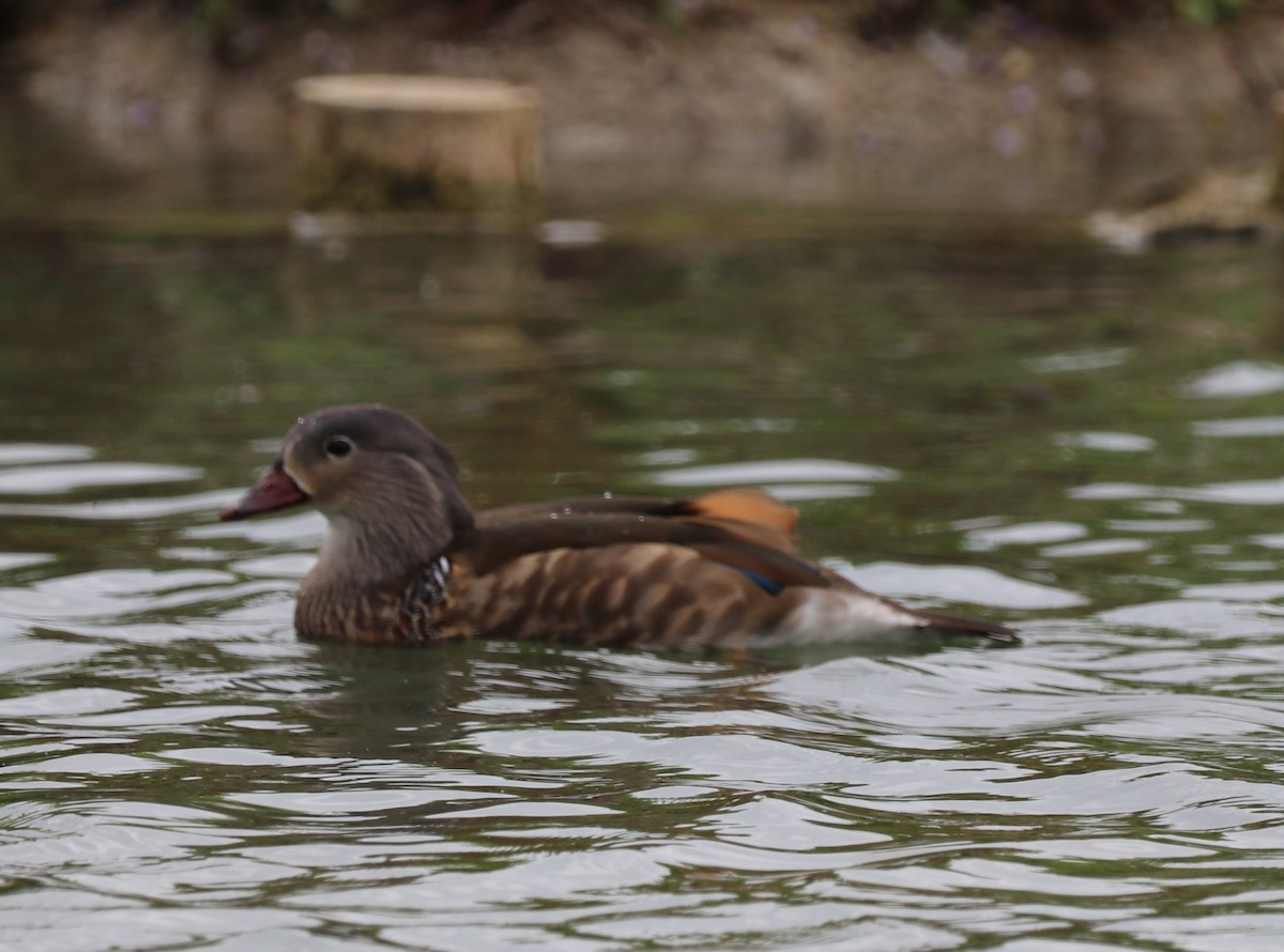 Mandarin Duck - ML620790059