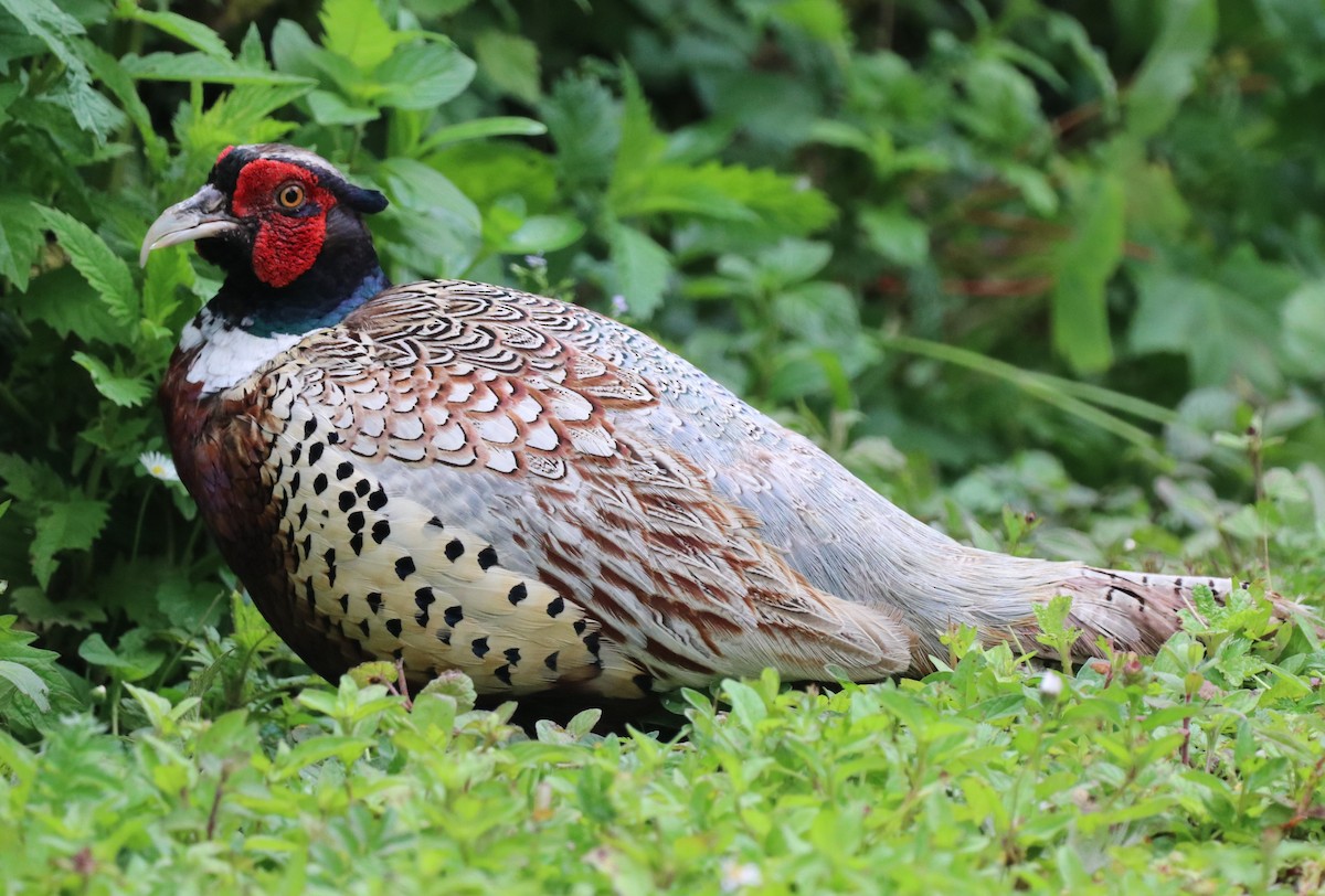 Ring-necked Pheasant - ML620790066