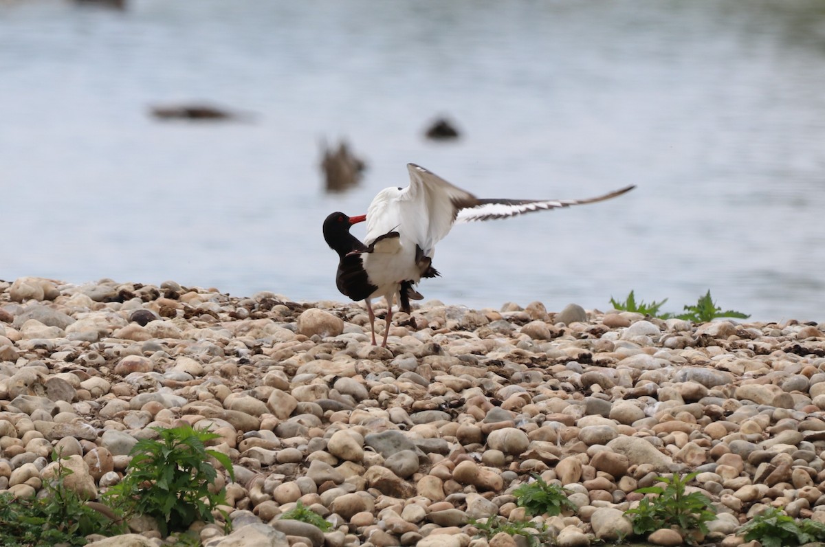 Eurasian Oystercatcher - ML620790086