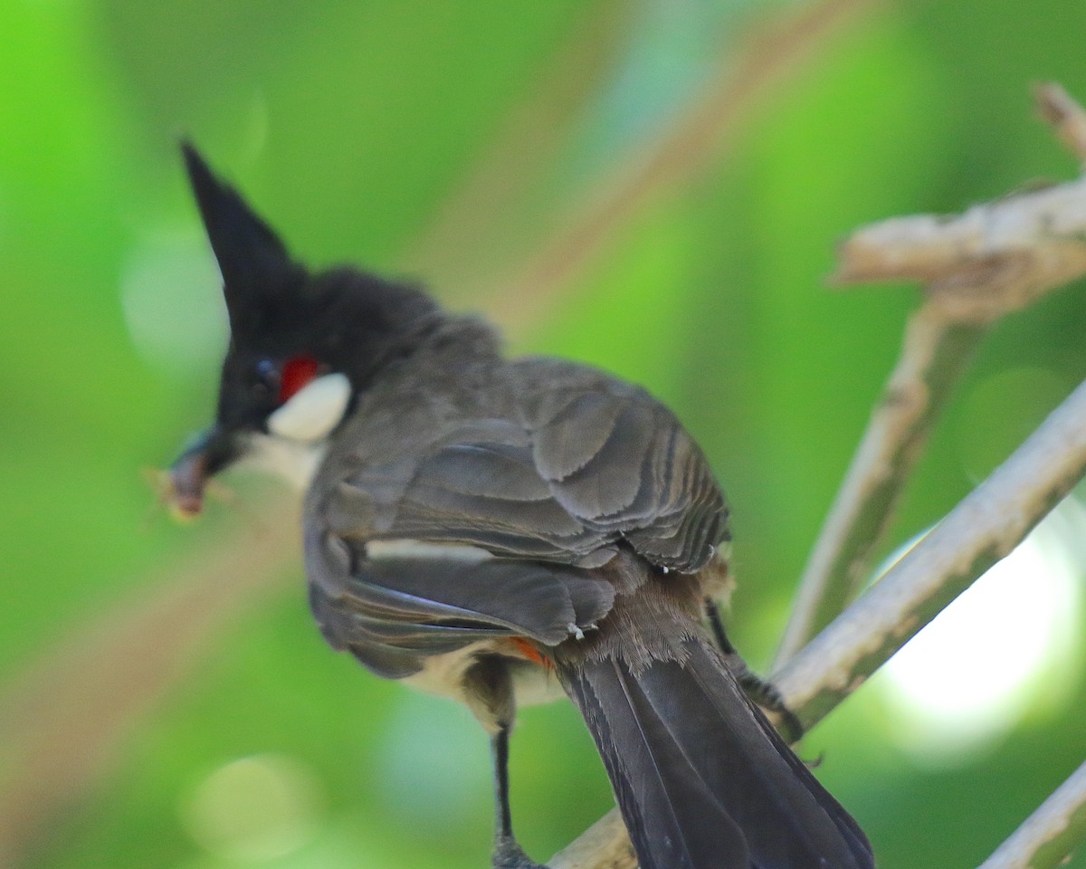 Red-whiskered Bulbul - ML620790091