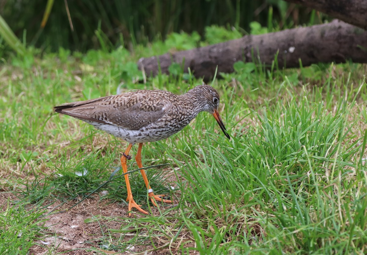 Common Redshank - ML620790096