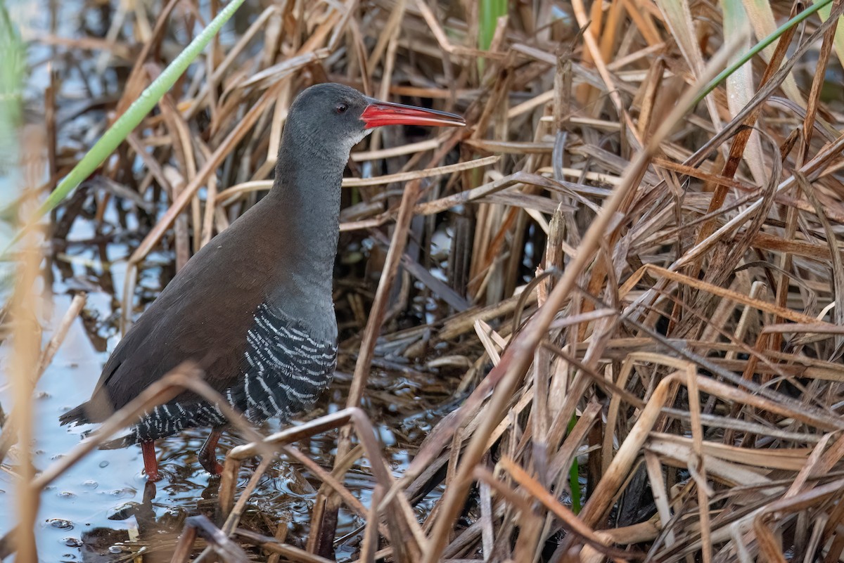 African Rail - ML620790102