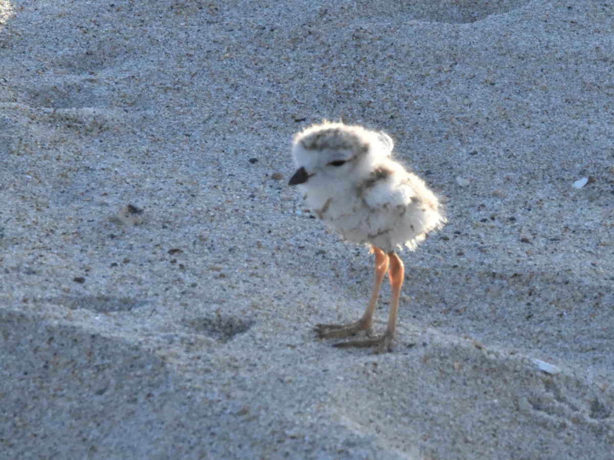 Piping Plover - ML620790103