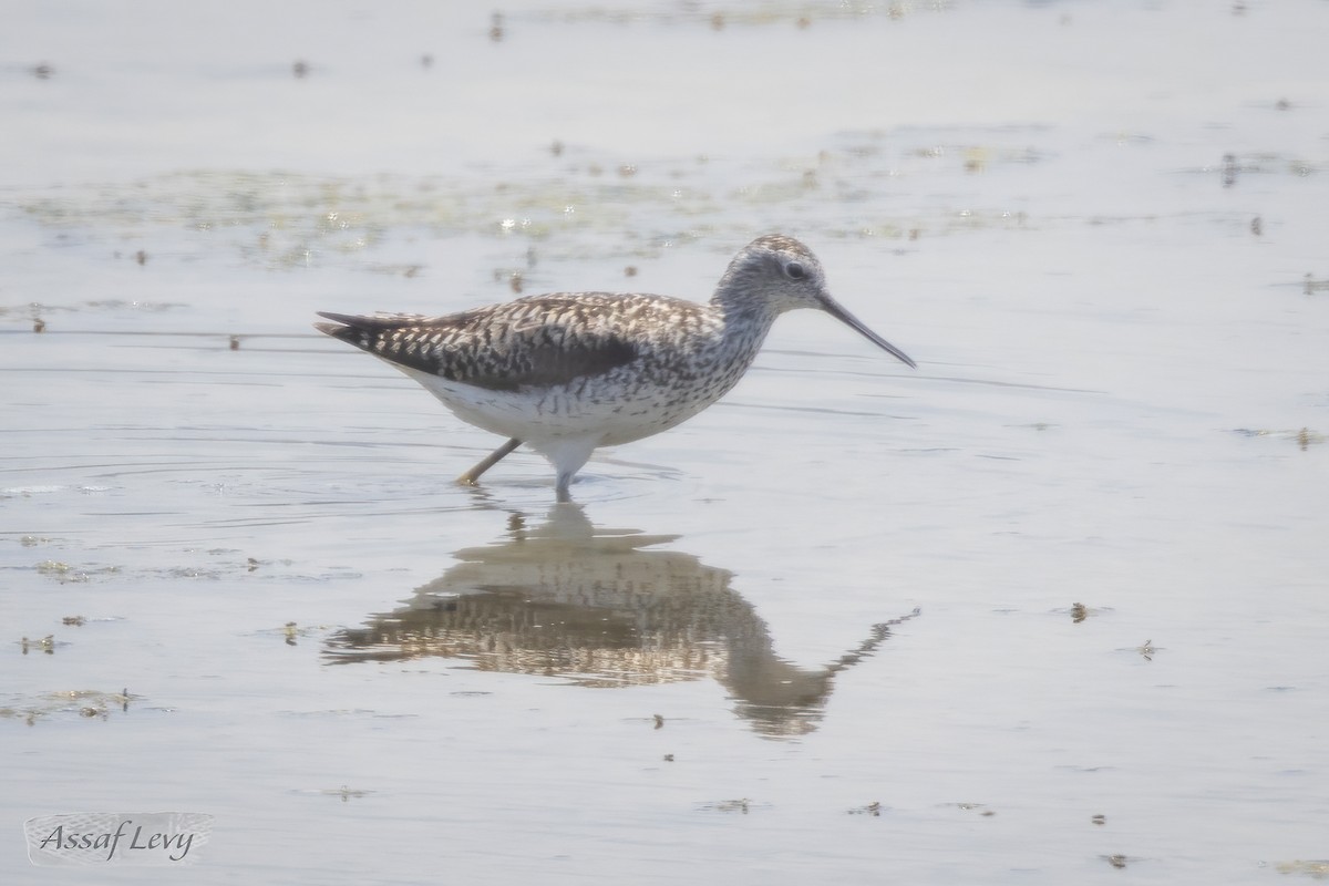 Marsh Sandpiper - ML620790114