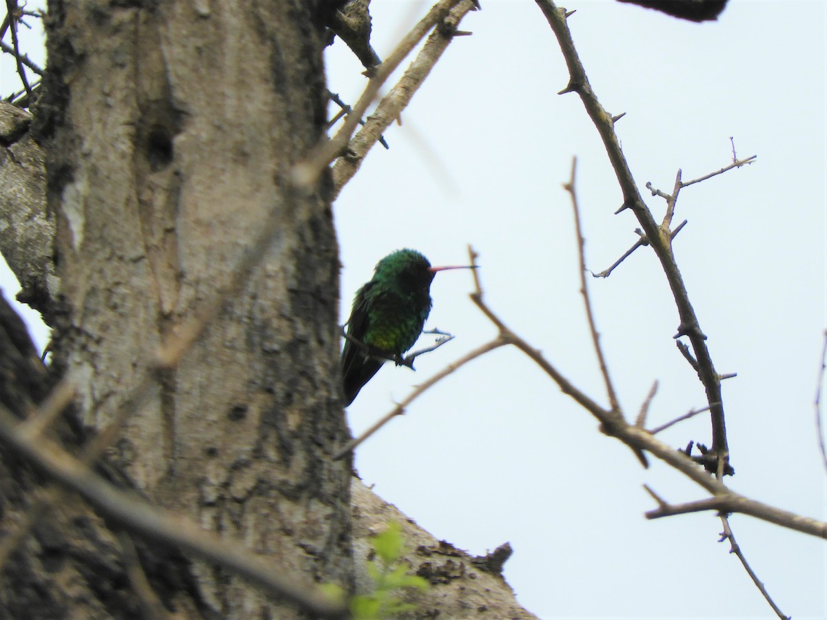 Glittering-bellied Emerald - ML620790116