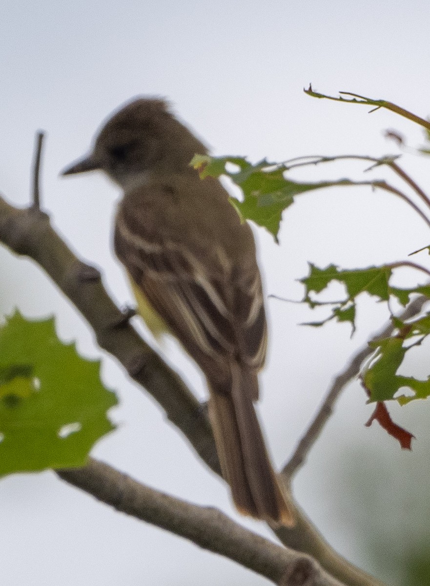 Great Crested Flycatcher - ML620790117