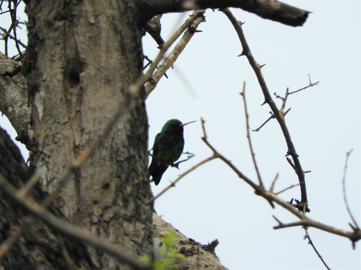 Glittering-bellied Emerald - ML620790118