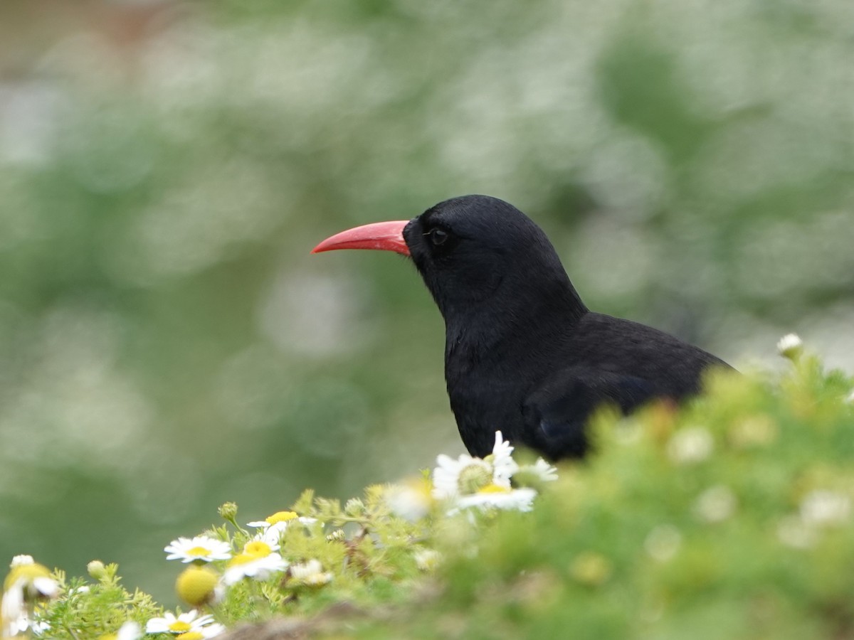 Red-billed Chough - ML620790126