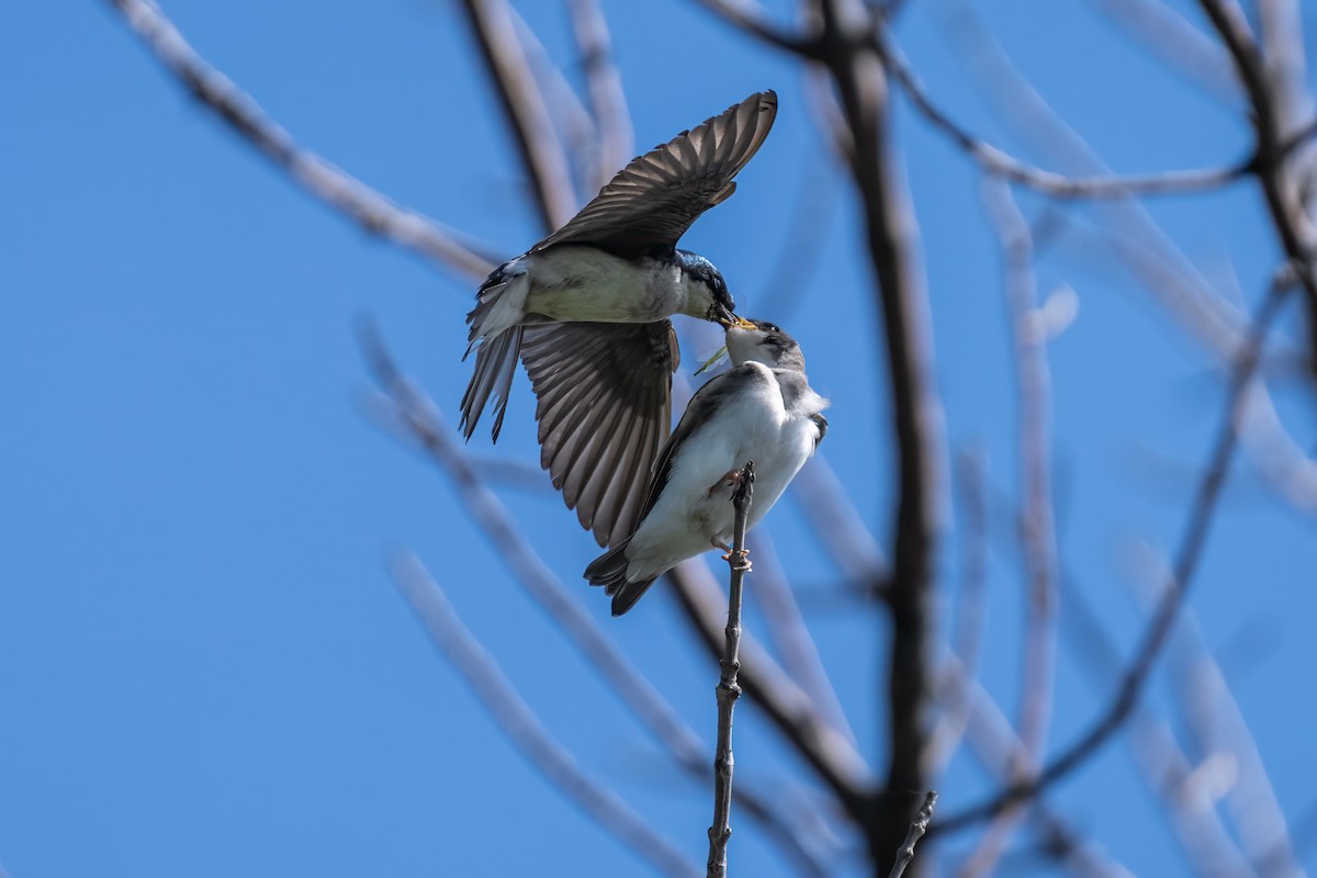 Golondrina Bicolor - ML620790128