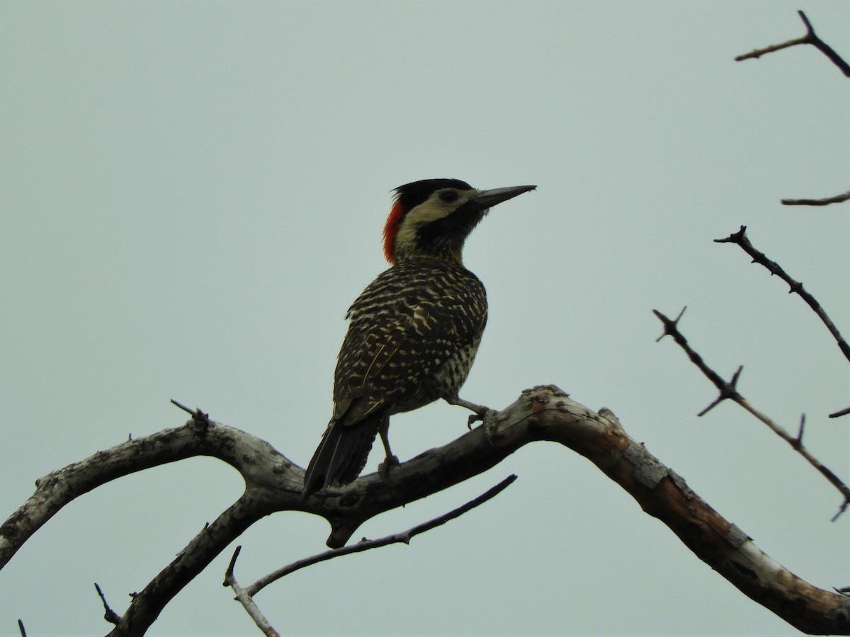 Green-barred Woodpecker - ML620790129