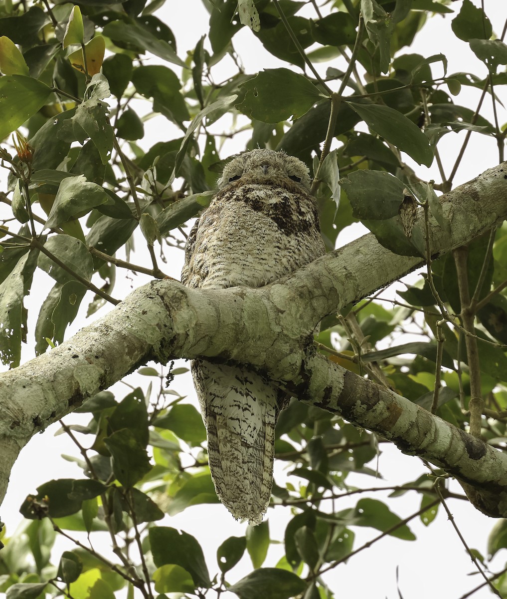 Great Potoo - ML620790133