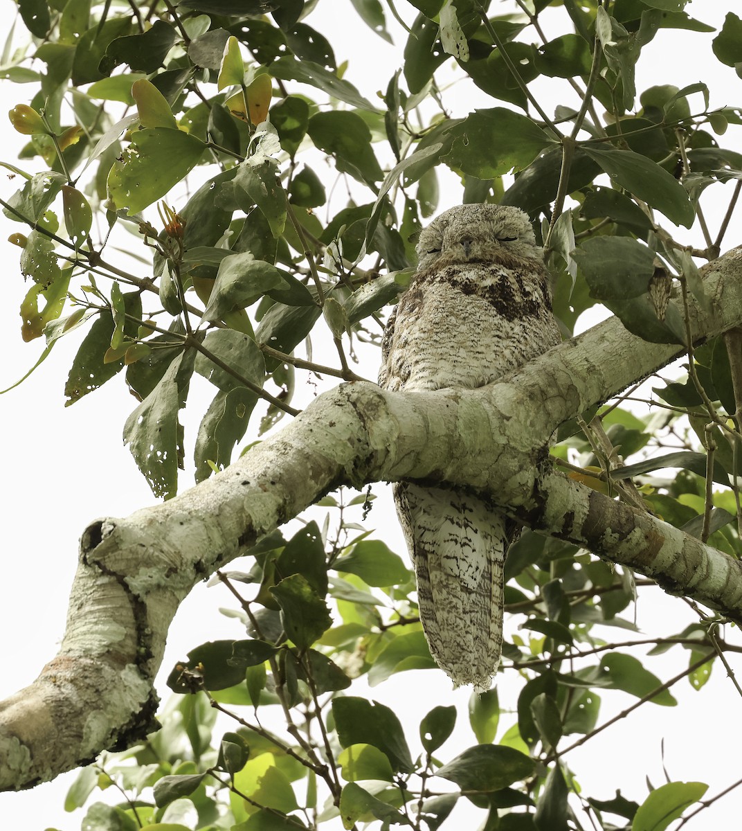 Great Potoo - ML620790134