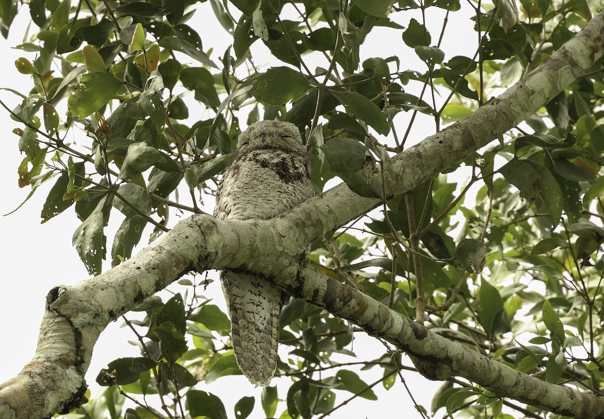 Great Potoo - ML620790135