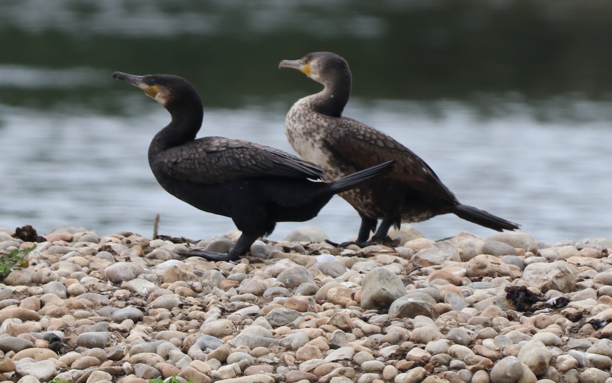 Great Cormorant - ML620790136