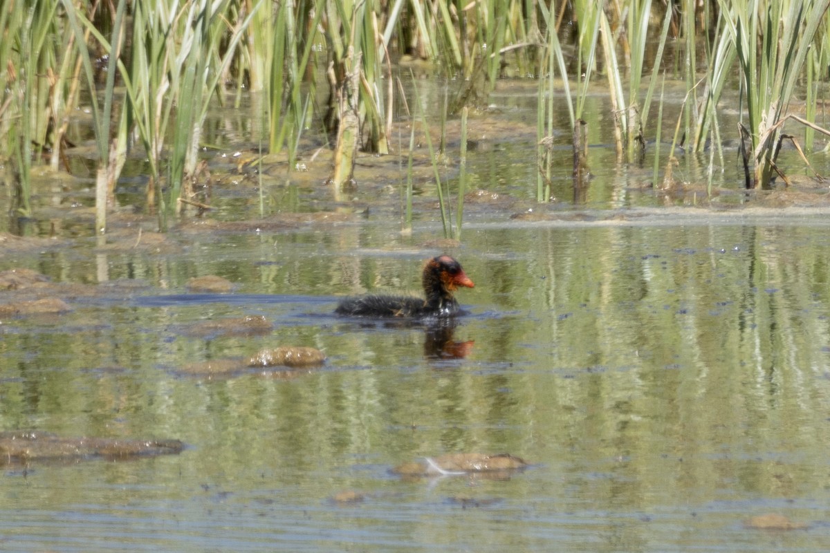 American Coot - Jake Bramante