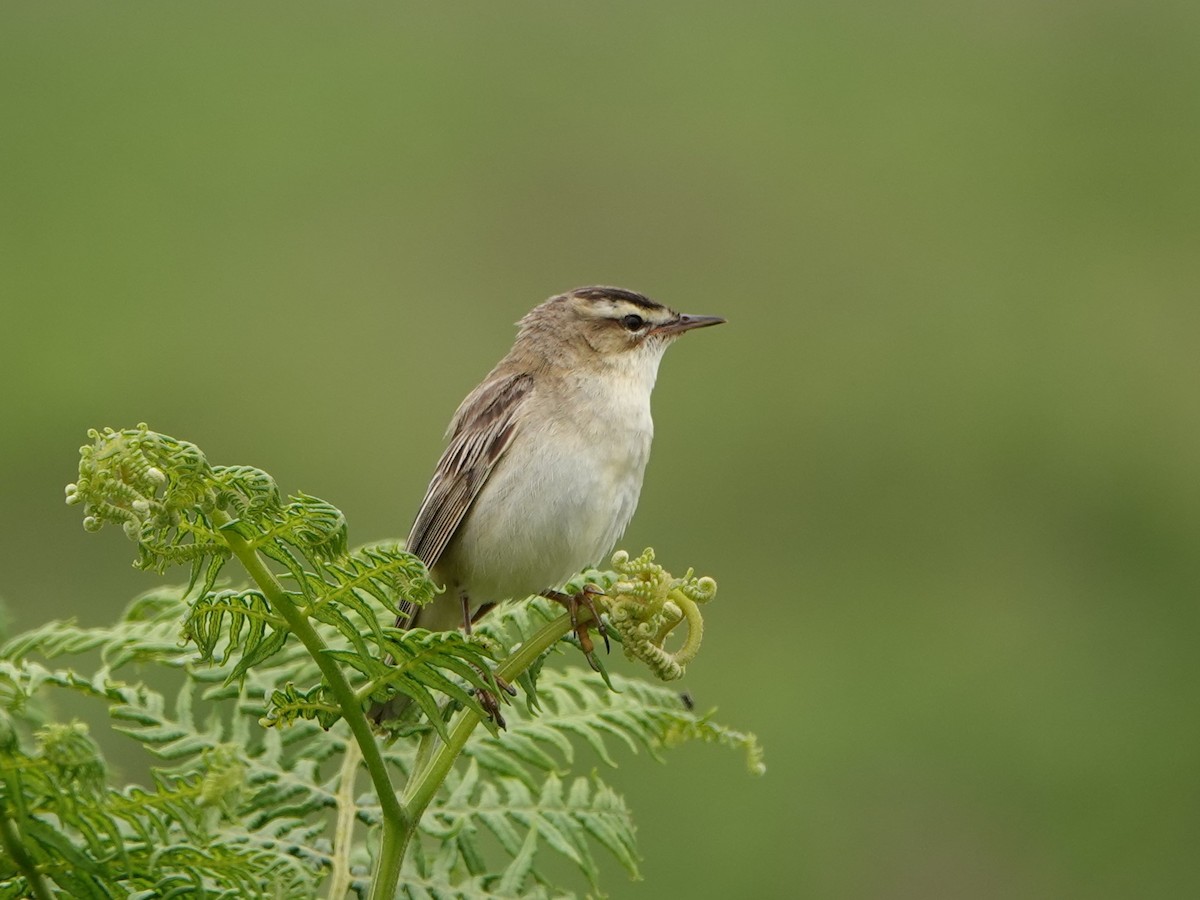 Sedge Warbler - ML620790139