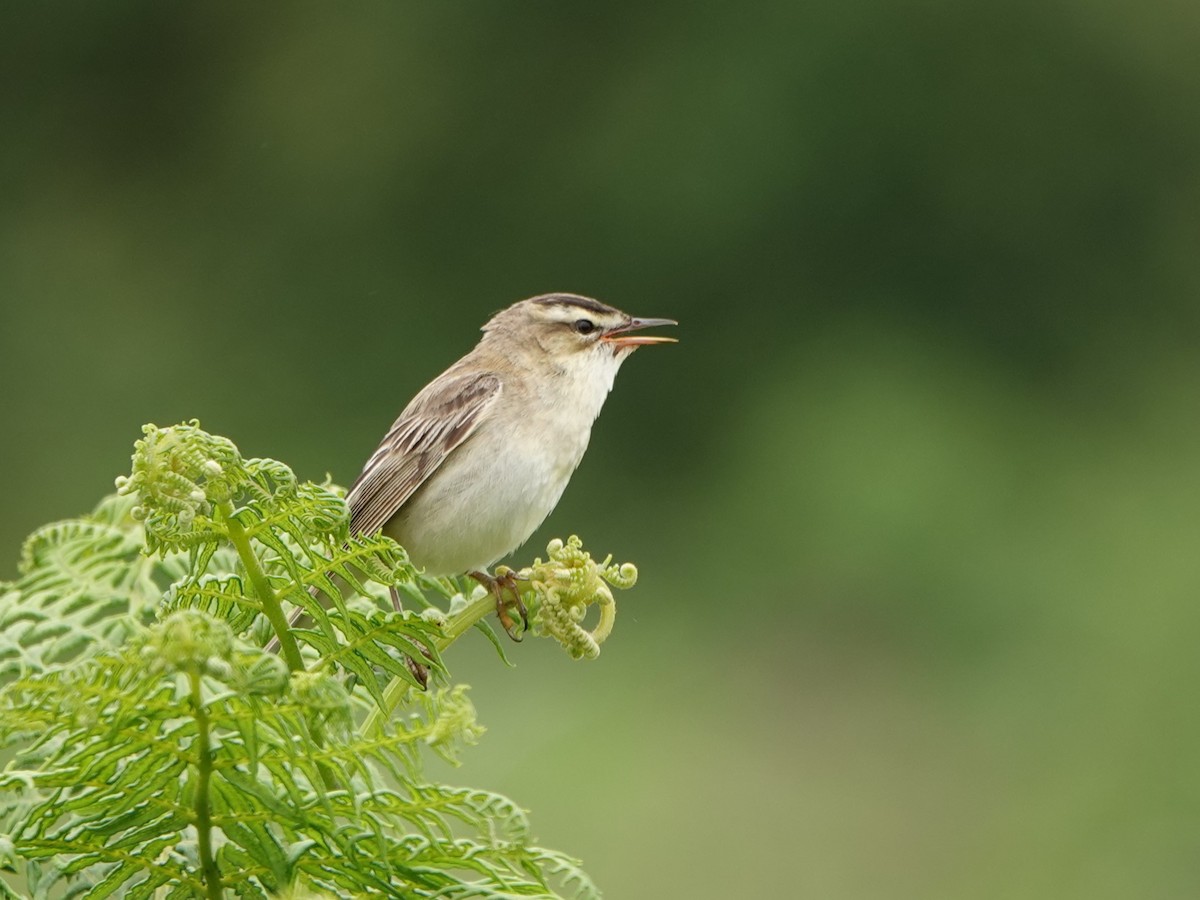 Sedge Warbler - ML620790140