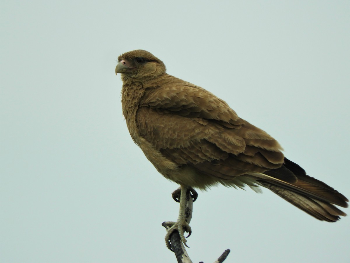 Chimango Caracara - ML620790143