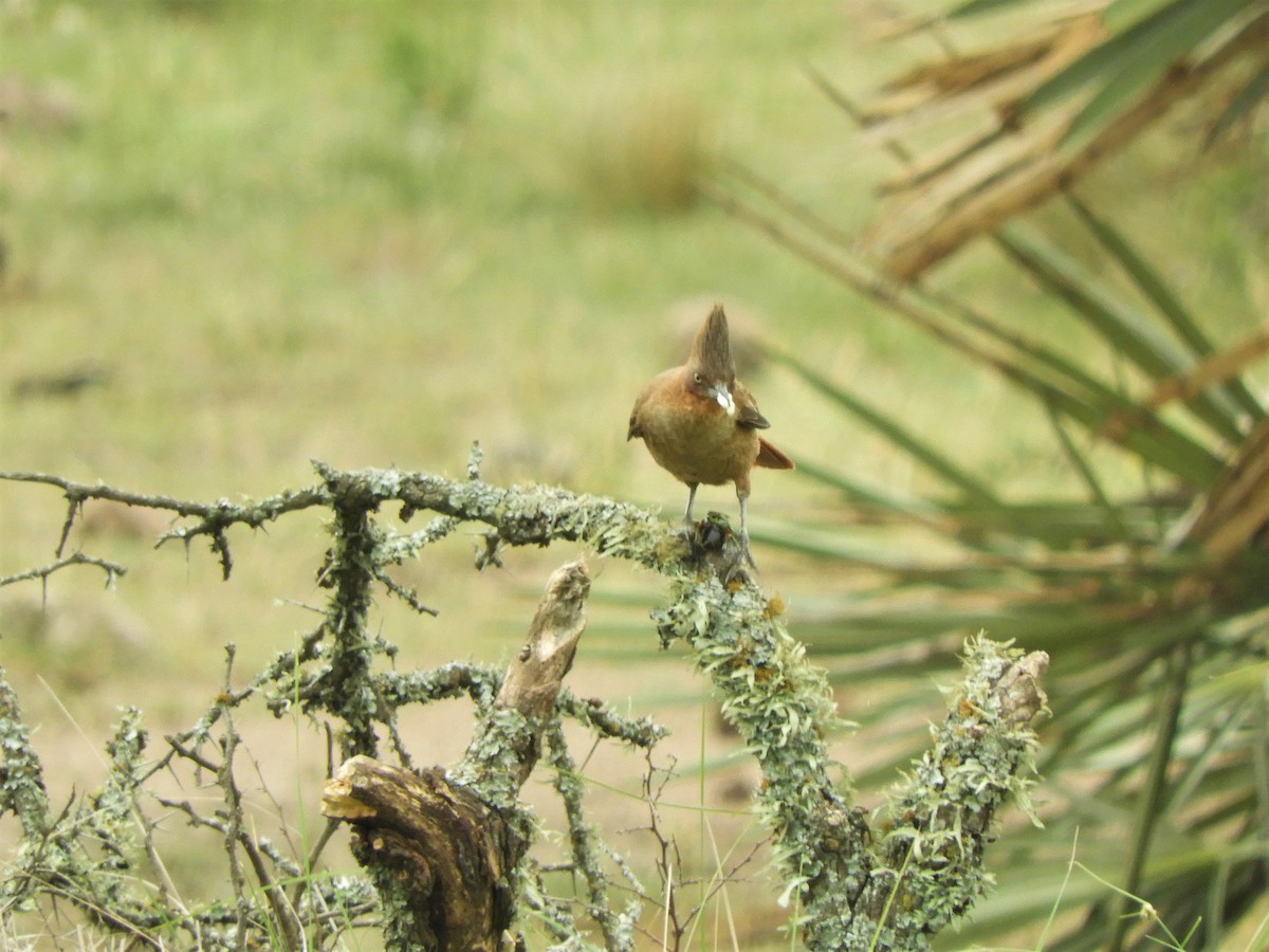 Brown Cacholote - ML620790146