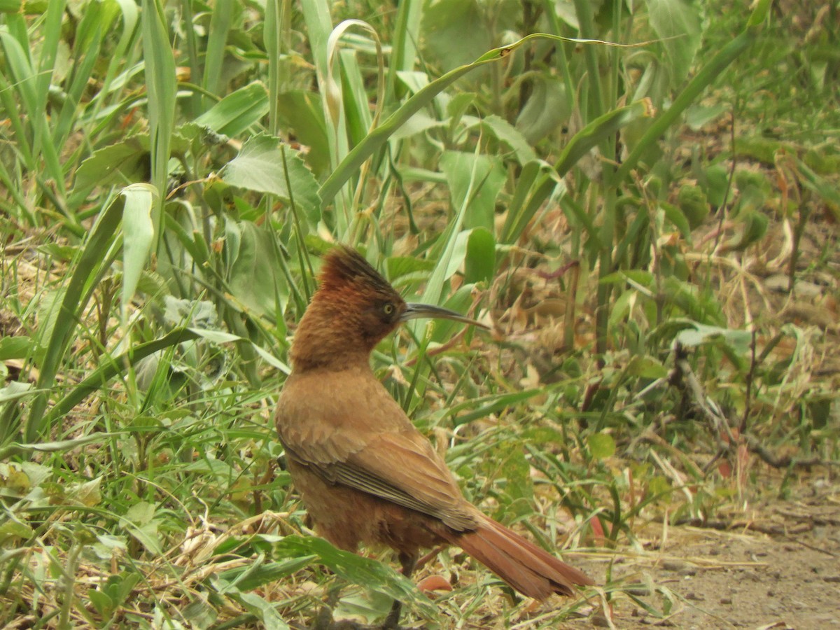 Brown Cacholote - ML620790147