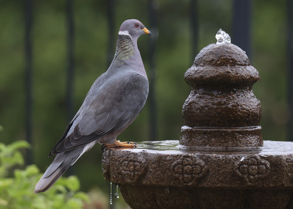 Band-tailed Pigeon - ML620790148