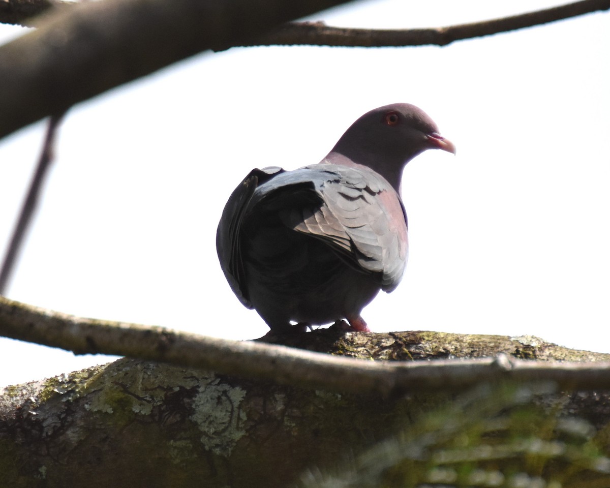 Red-billed Pigeon - Jerry Davis