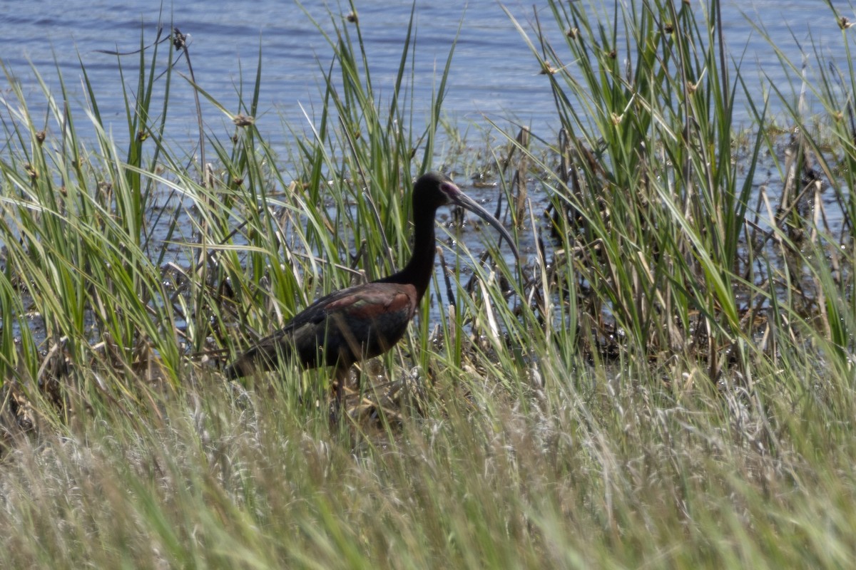 ibis americký - ML620790152