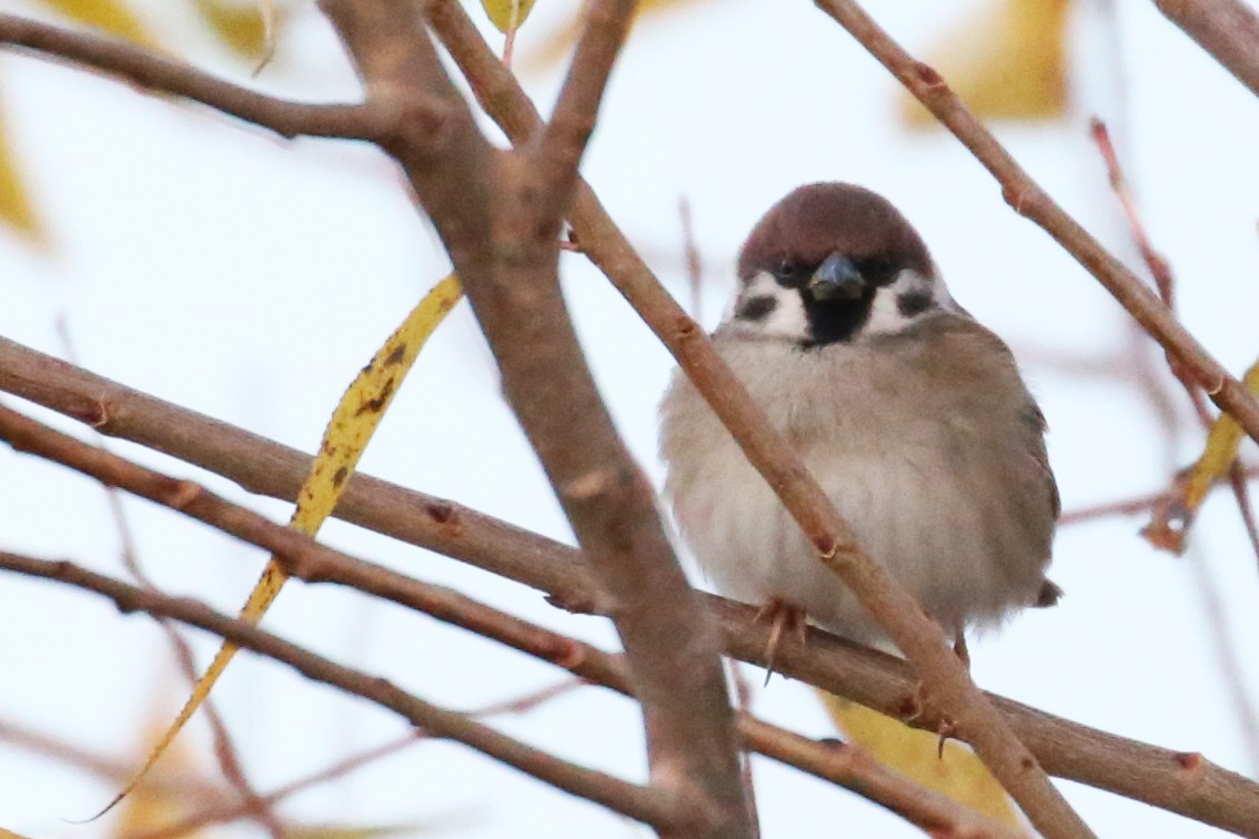 Eurasian Tree Sparrow - ML620790159