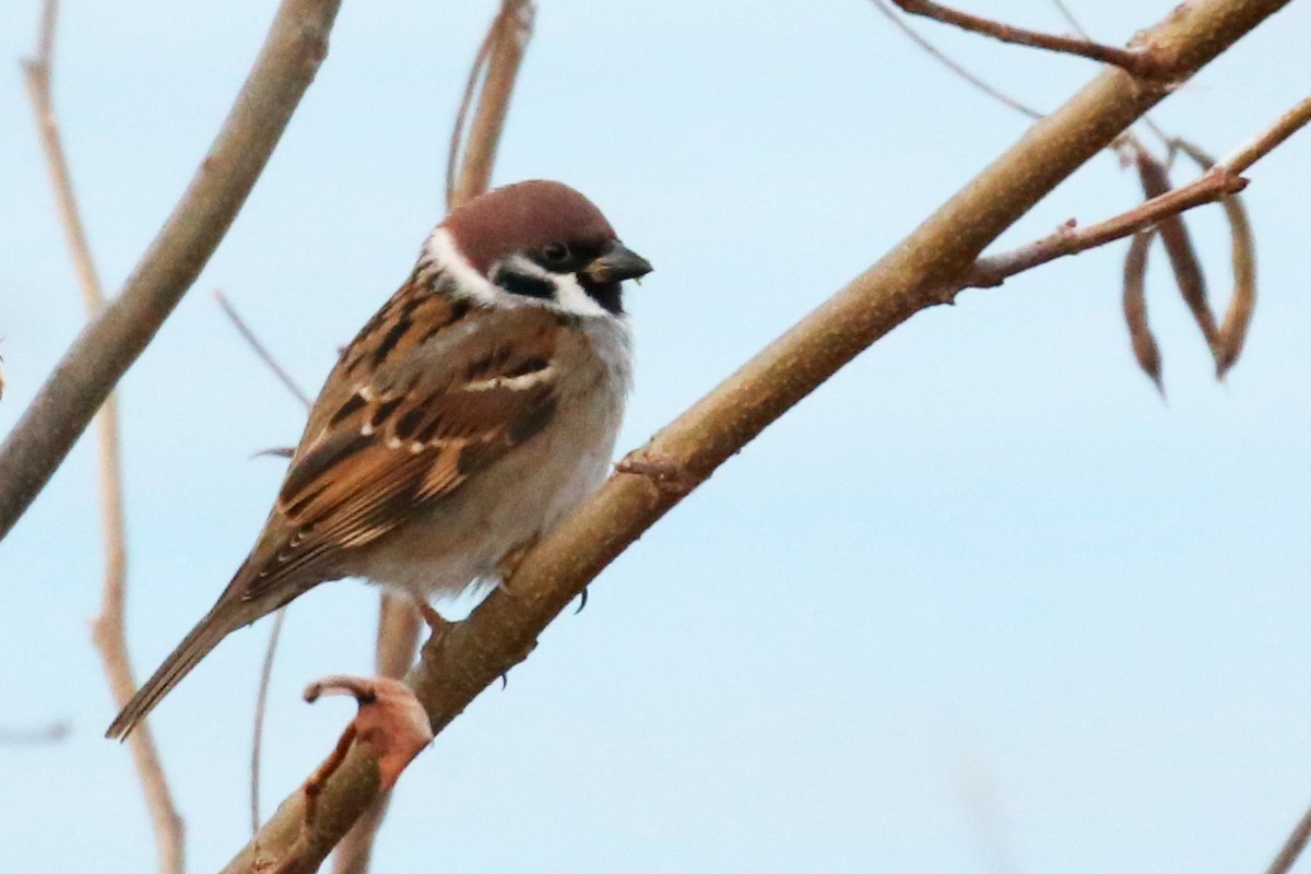 Eurasian Tree Sparrow - ML620790160