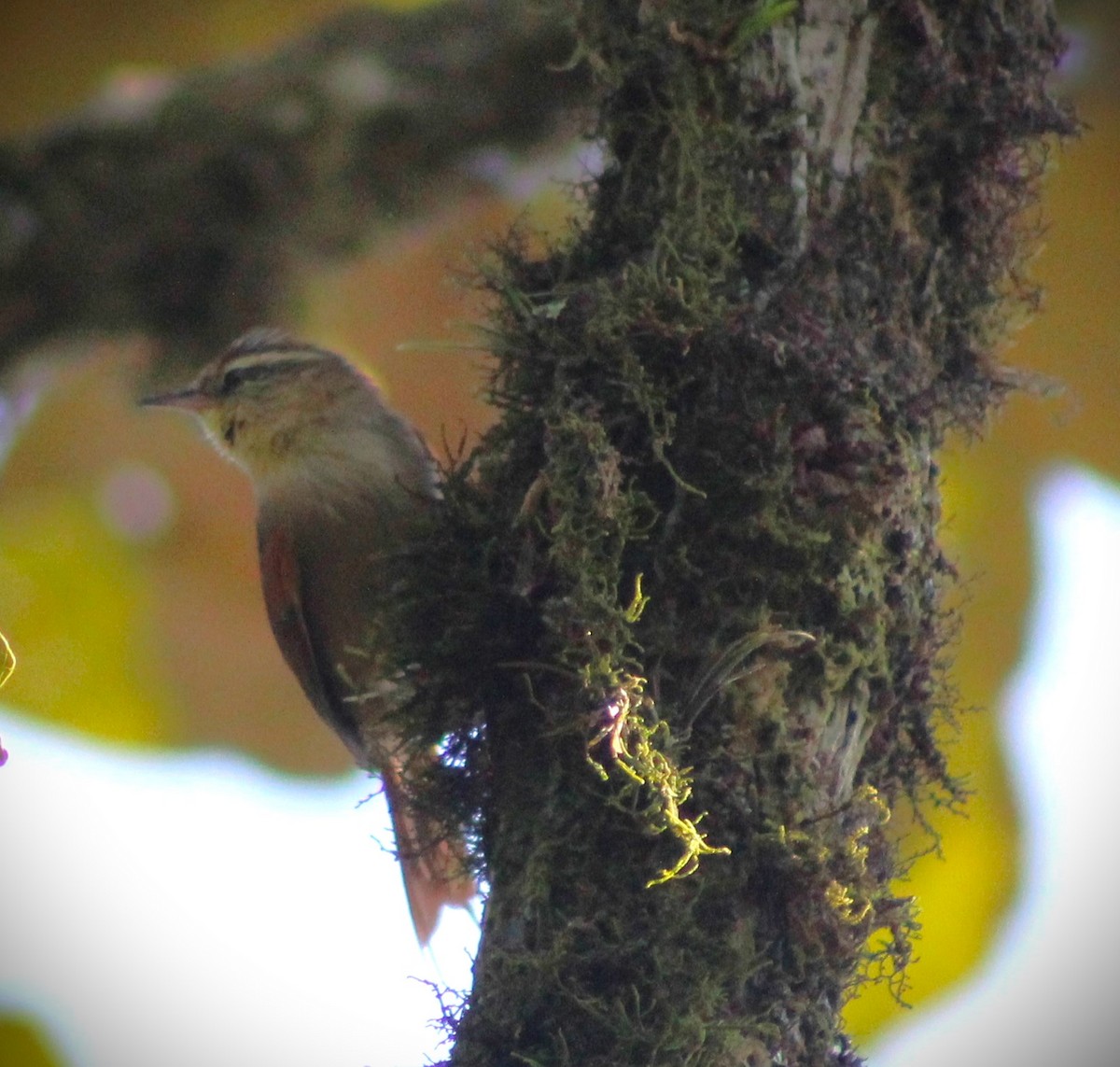 Olive Spinetail - ML620790162