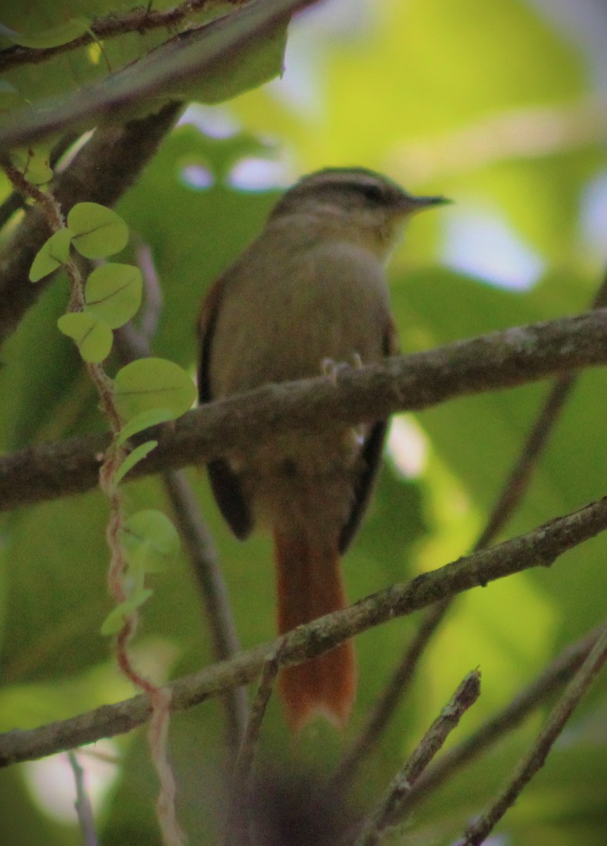 Olive Spinetail - ML620790163