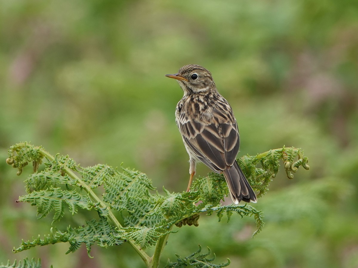 Meadow Pipit - ML620790164