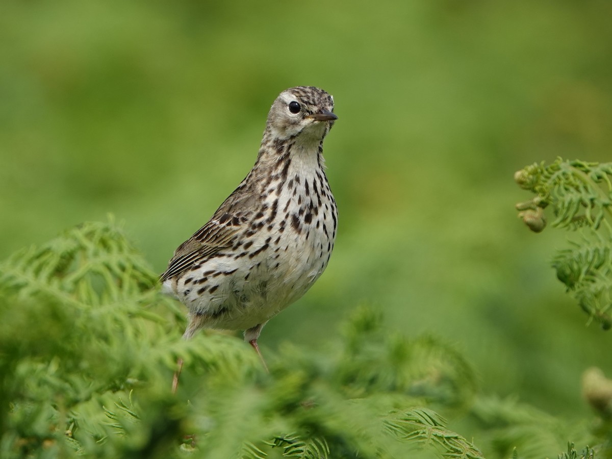 Meadow Pipit - ML620790165