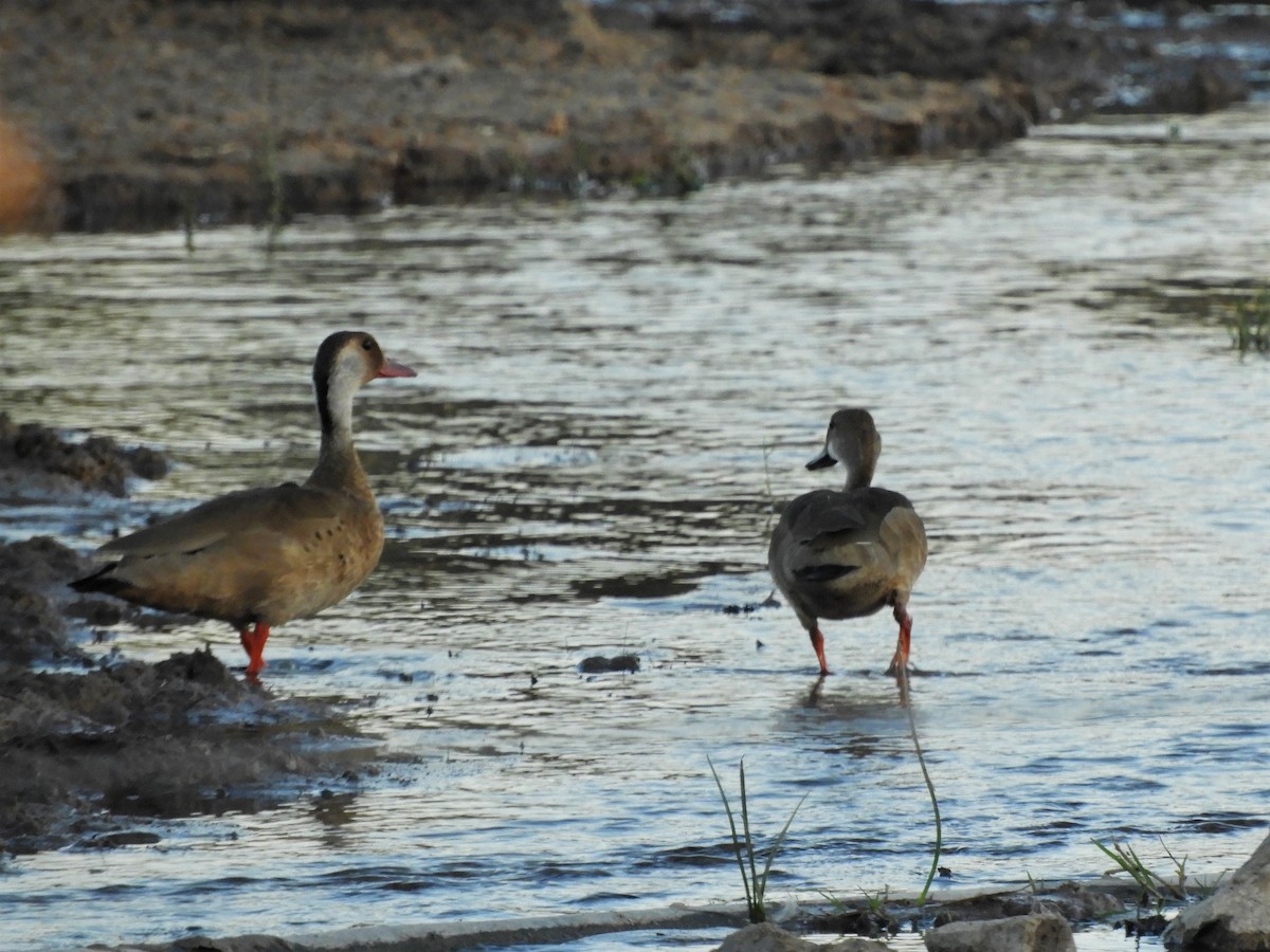 Canard amazonette - ML620790178