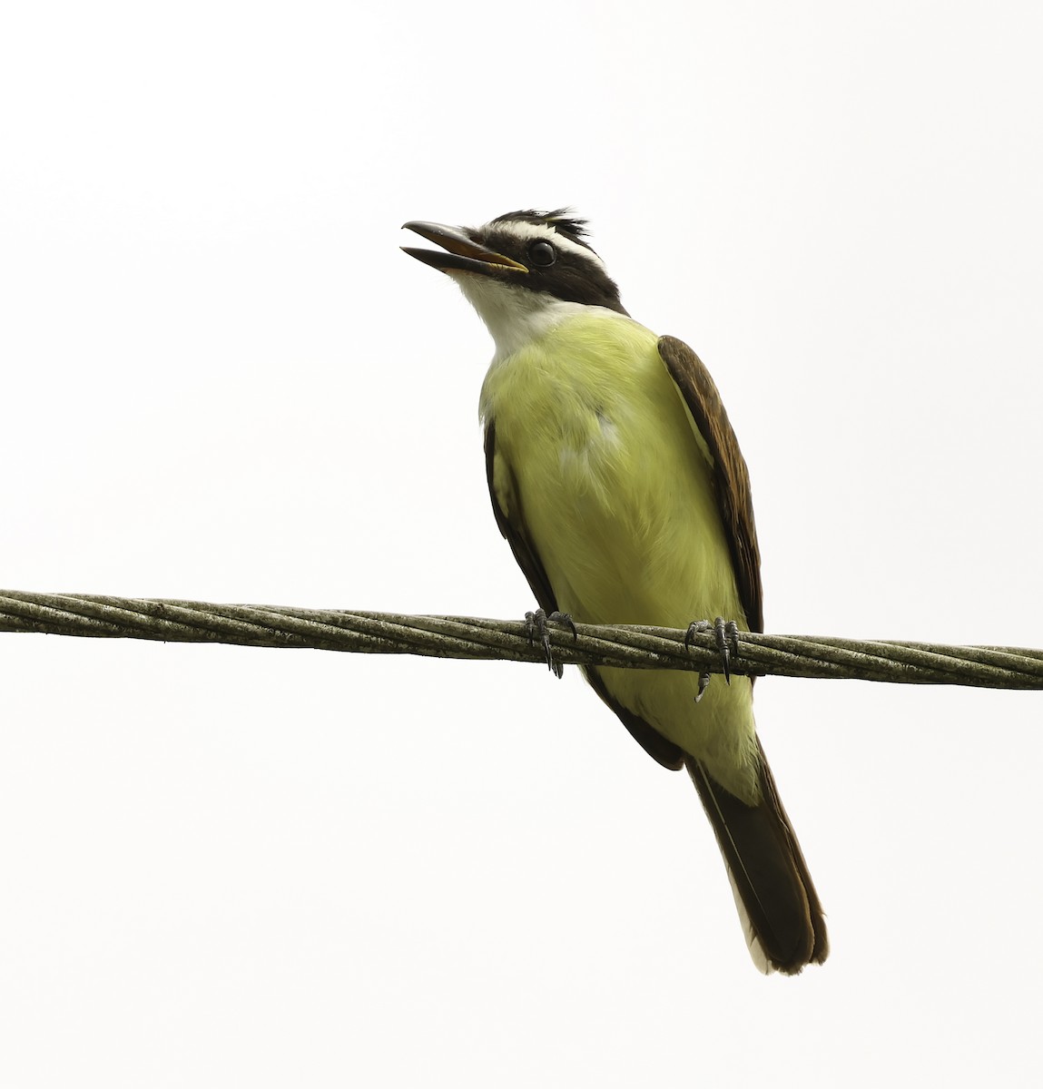 Great Kiskadee - ML620790182