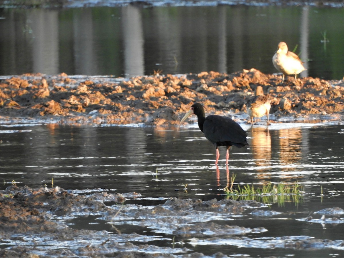 Ibis à face nue - ML620790187