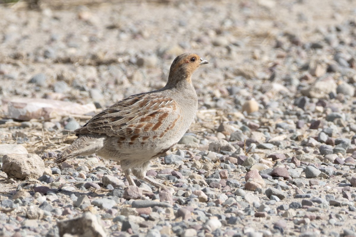 Gray Partridge - ML620790193