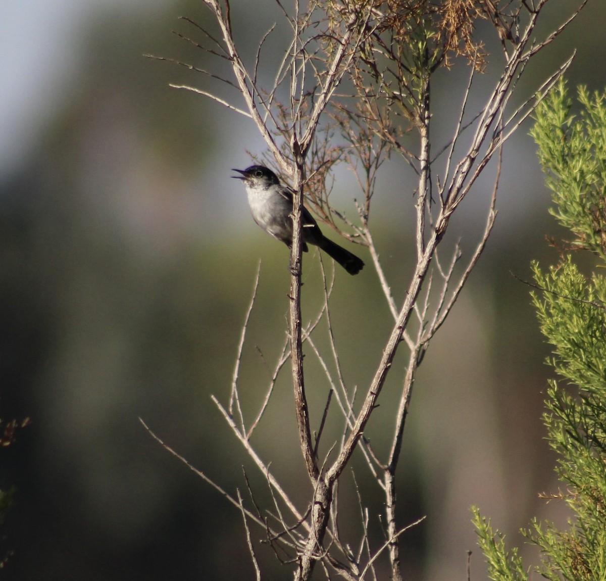 California Gnatcatcher - ML620790201