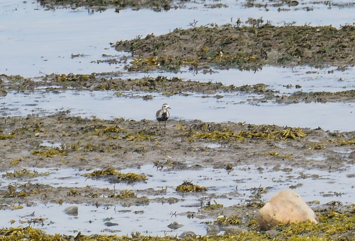 Pacific Golden-Plover - ML620790203