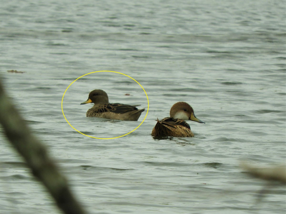 Yellow-billed Teal - ML620790207